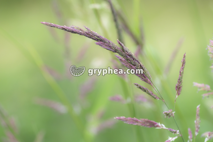 Graminée - gryphea.org